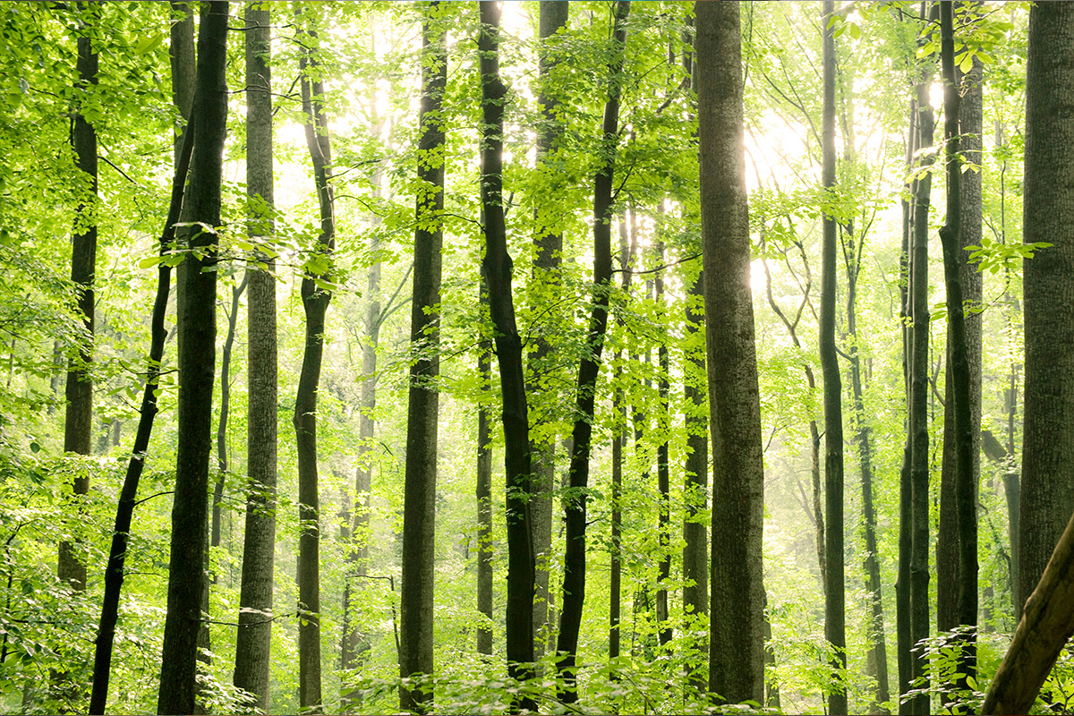 Sun streams through light green leaves in a stand of tall, thin trees.